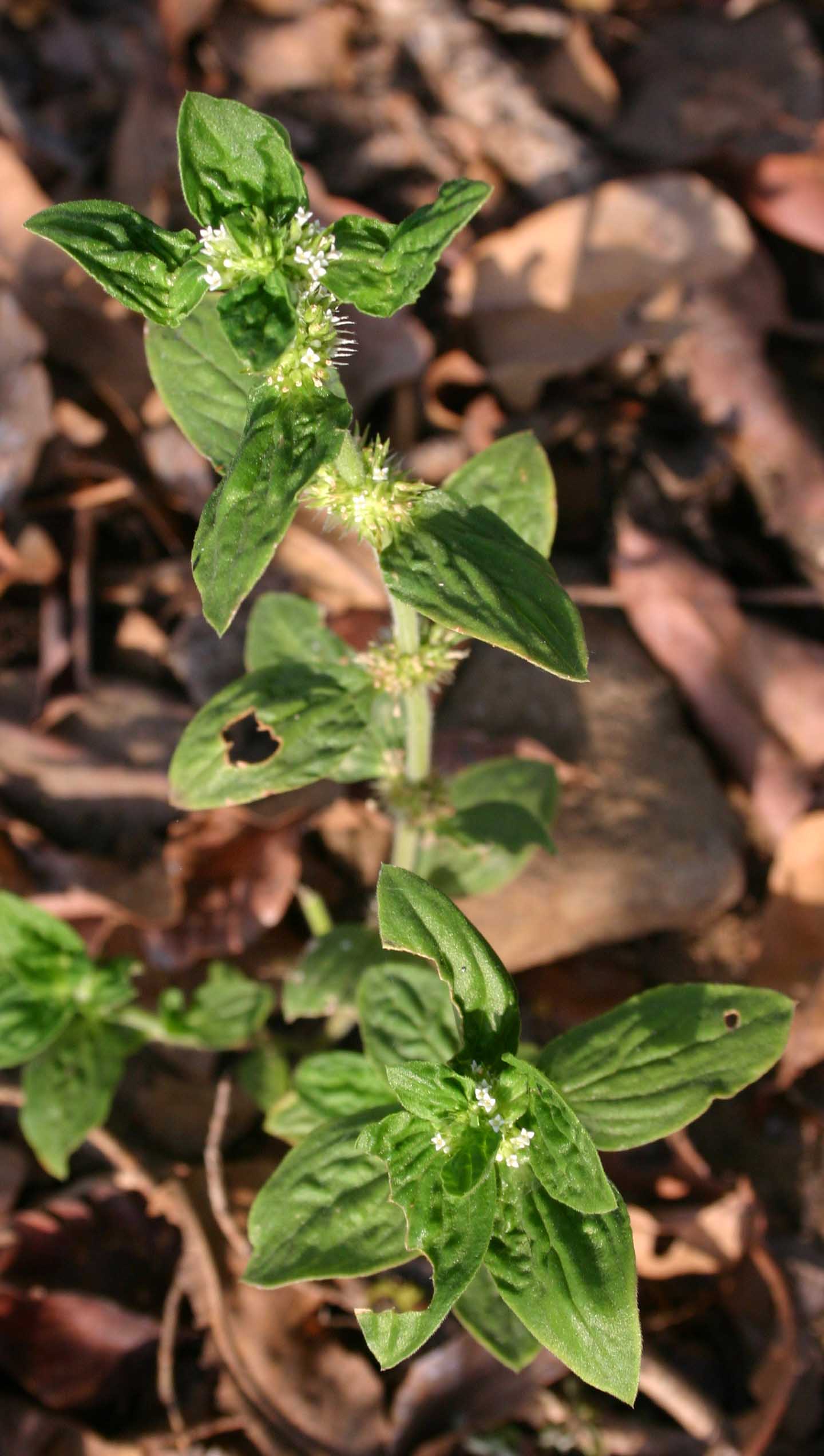 Mitracarpus hirtus eFlora of India